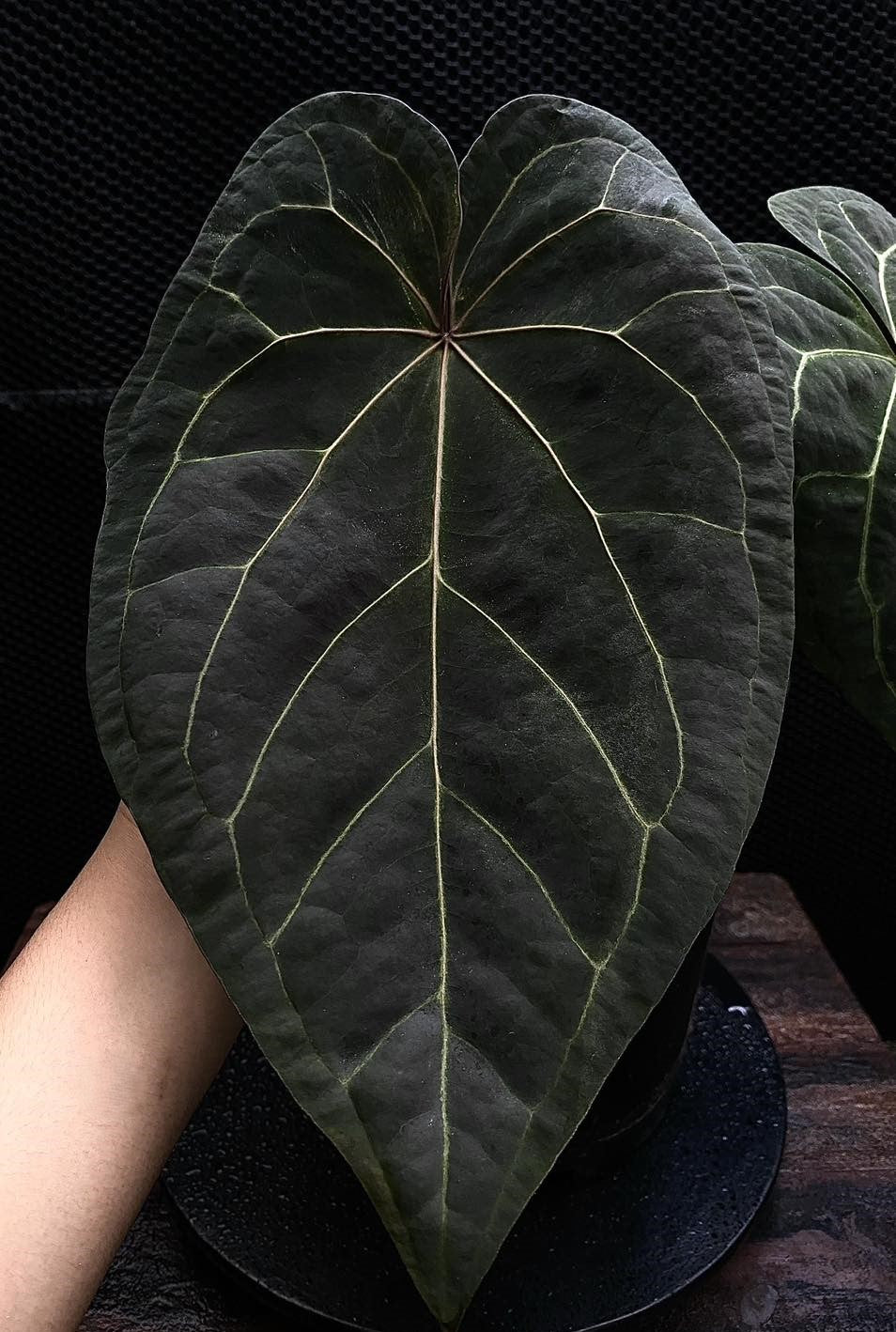 Anthurium AOS SKG Red Emergent (TobeysPlants)