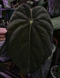 Anthurium BVEP TS1 (TobeysPlants)