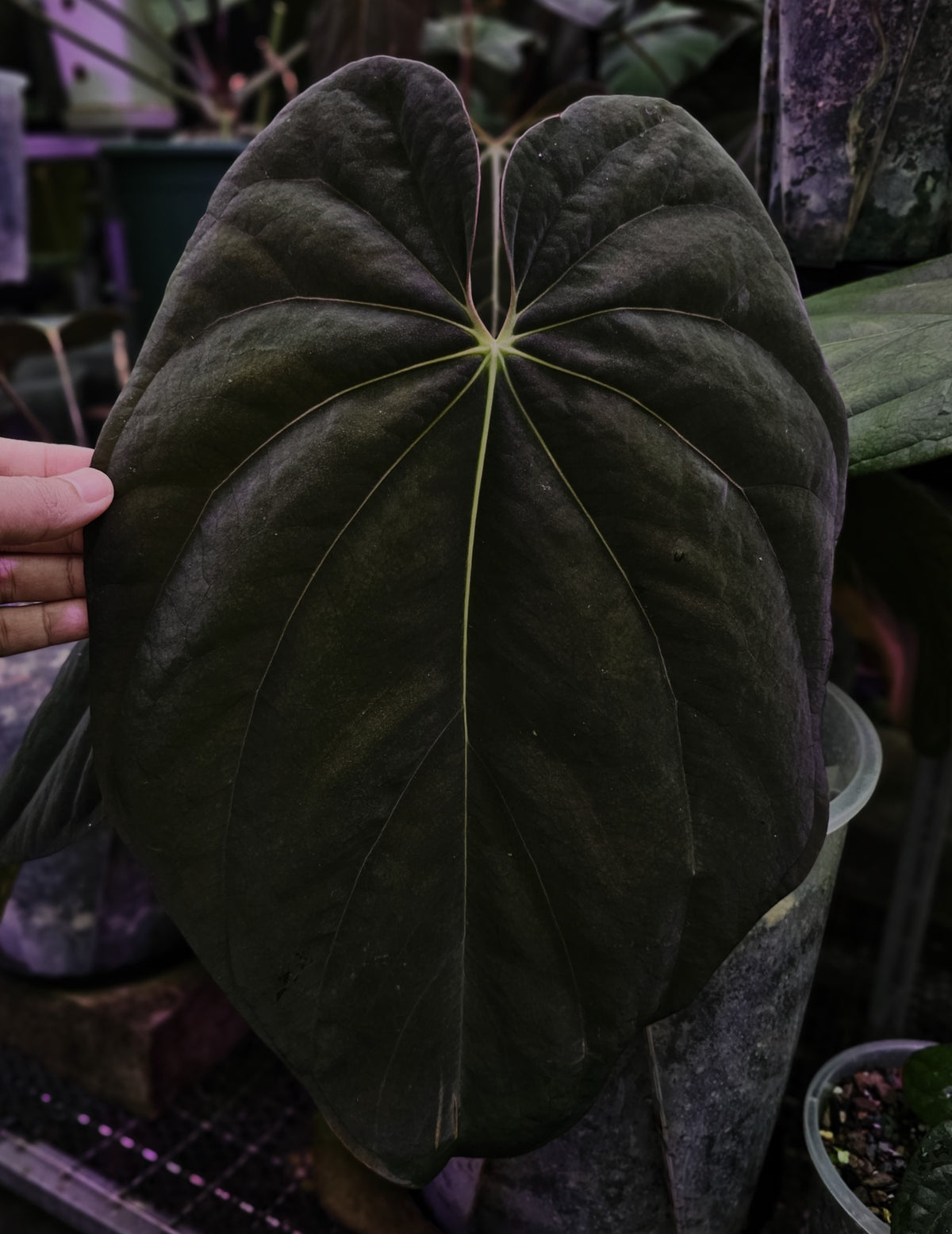 Anthurium BVEP TS1 (TobeysPlants)