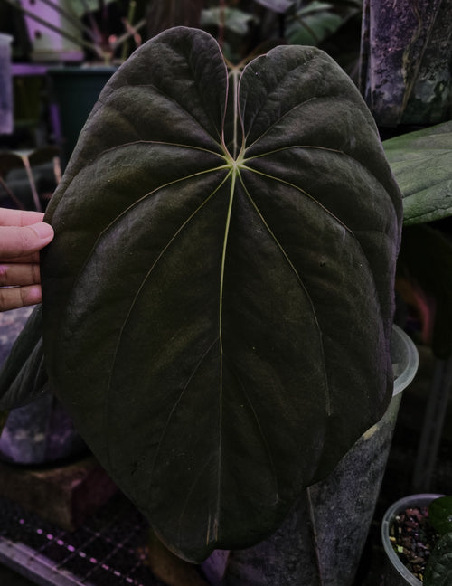 Anthurium BVEP TS1 (TobeysPlants)