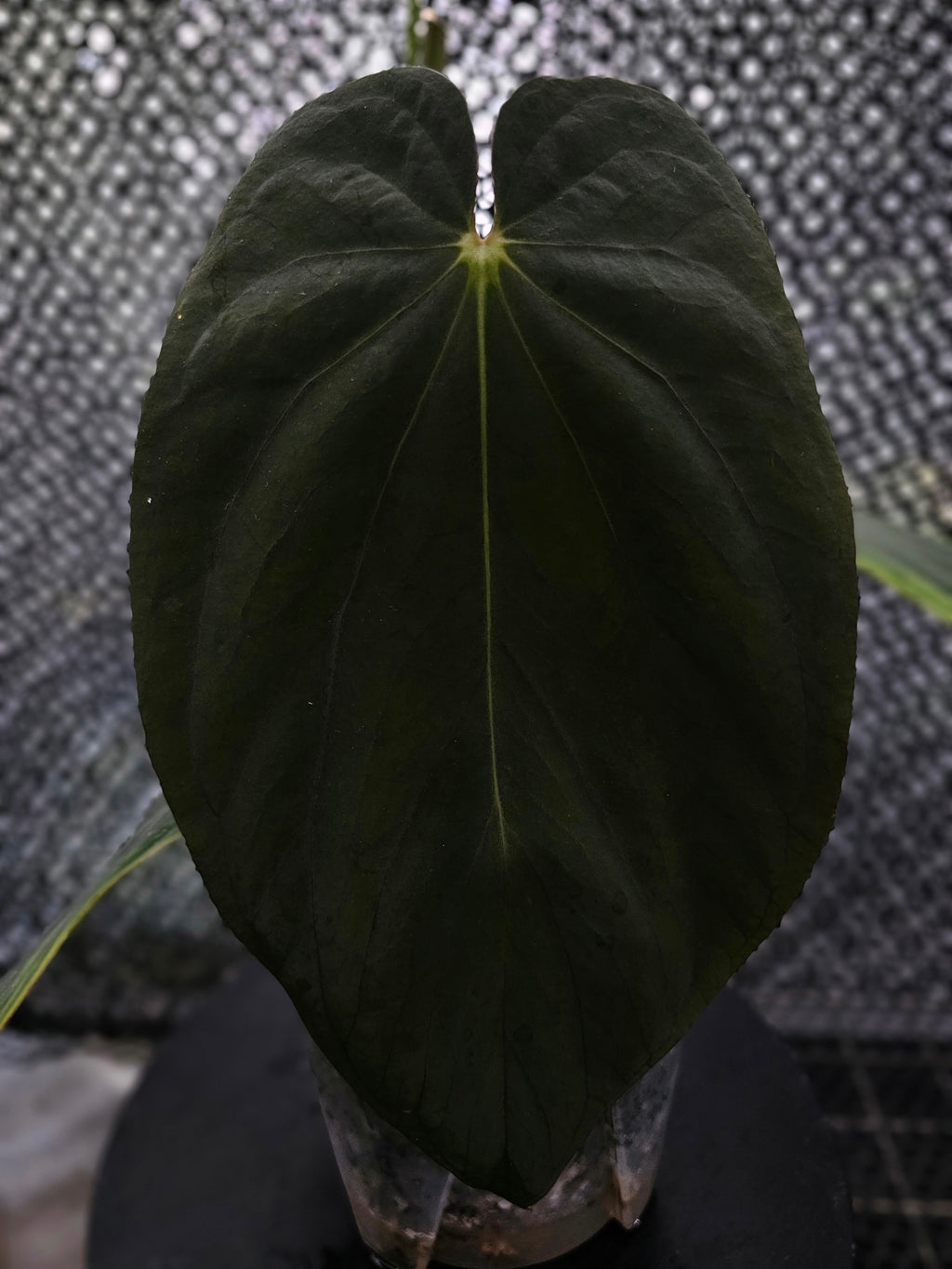 Anthurium BVEP Round x Felix TS3 (TobeysPlants)