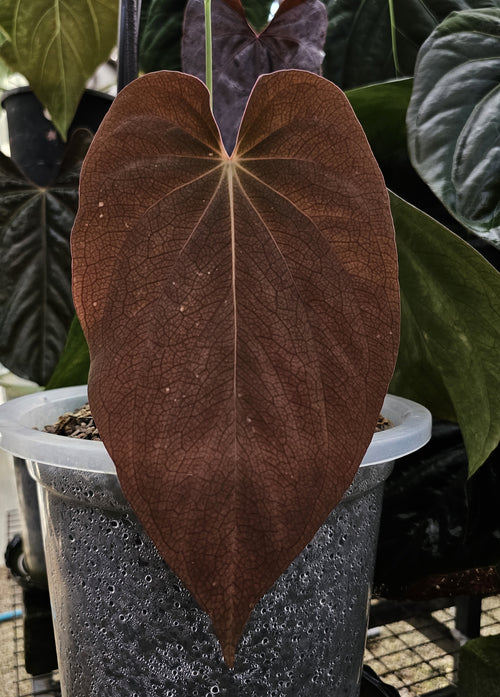 Anthurium BVEP Round x Felix TS3 (TobeysPlants)