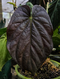 Anthurium BVEP Round x Felix TS4 (TobeysPlants)