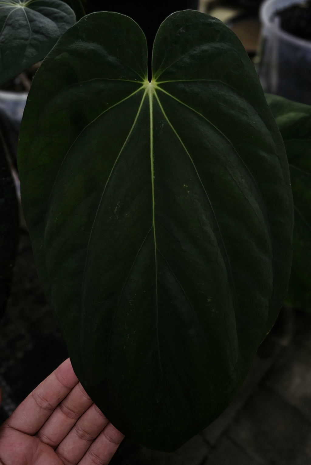Anthurium BVEP Round x Felix TS4 (TobeysPlants)