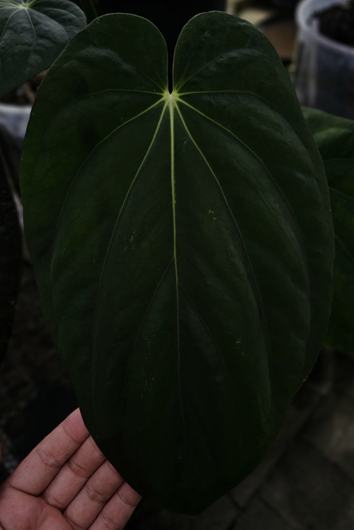 Anthurium BVEP Round x Felix TS4 (TobeysPlants)