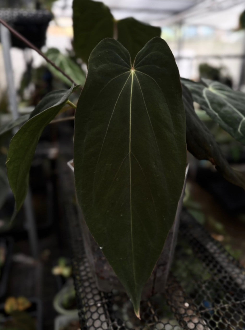 Anthurium Antolakii BVEP TS5 (TobeysPlants)