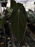 Anthurium Antolakii BVEP TS5 (TobeysPlants)