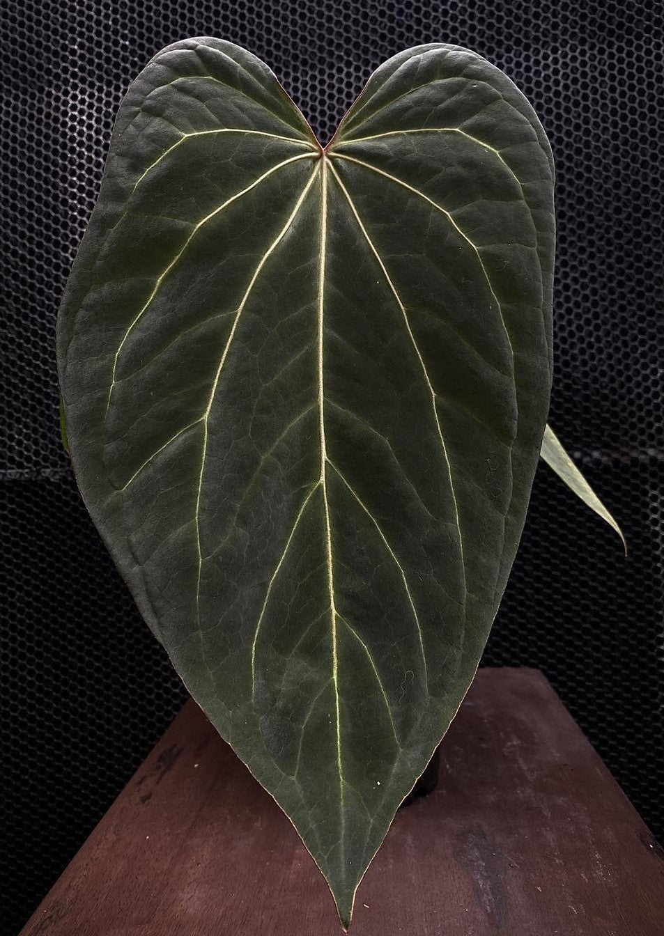 Anthurium Black Thunder (TobeysPlants)