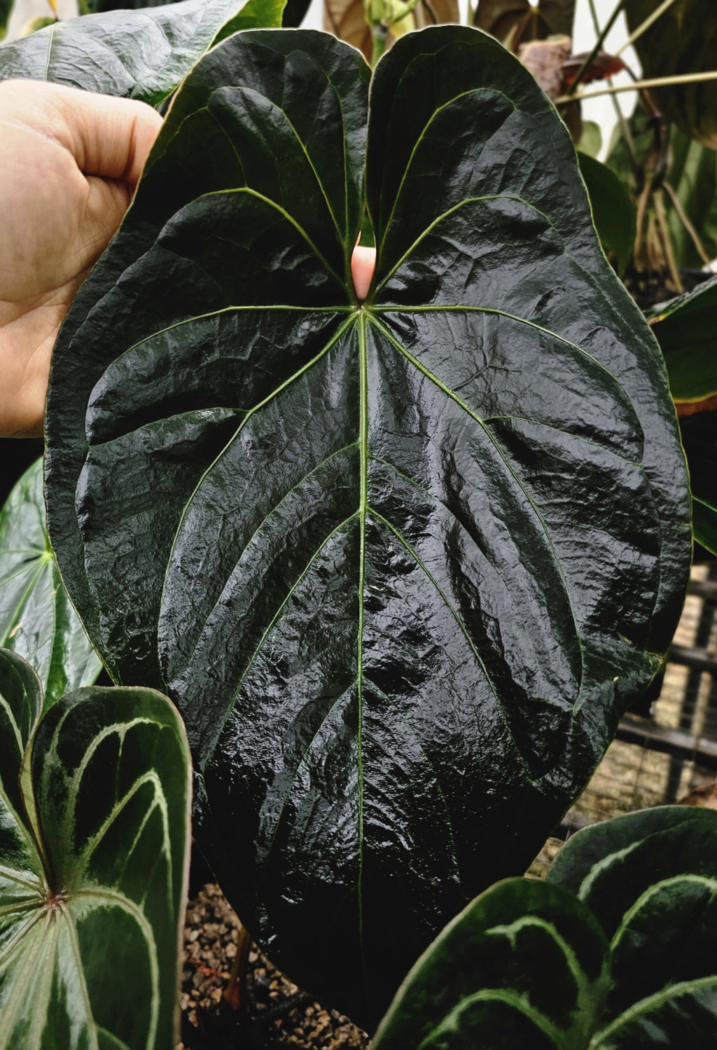 Anthurium BlackCherry DarkLeaf (TobeysPlants)