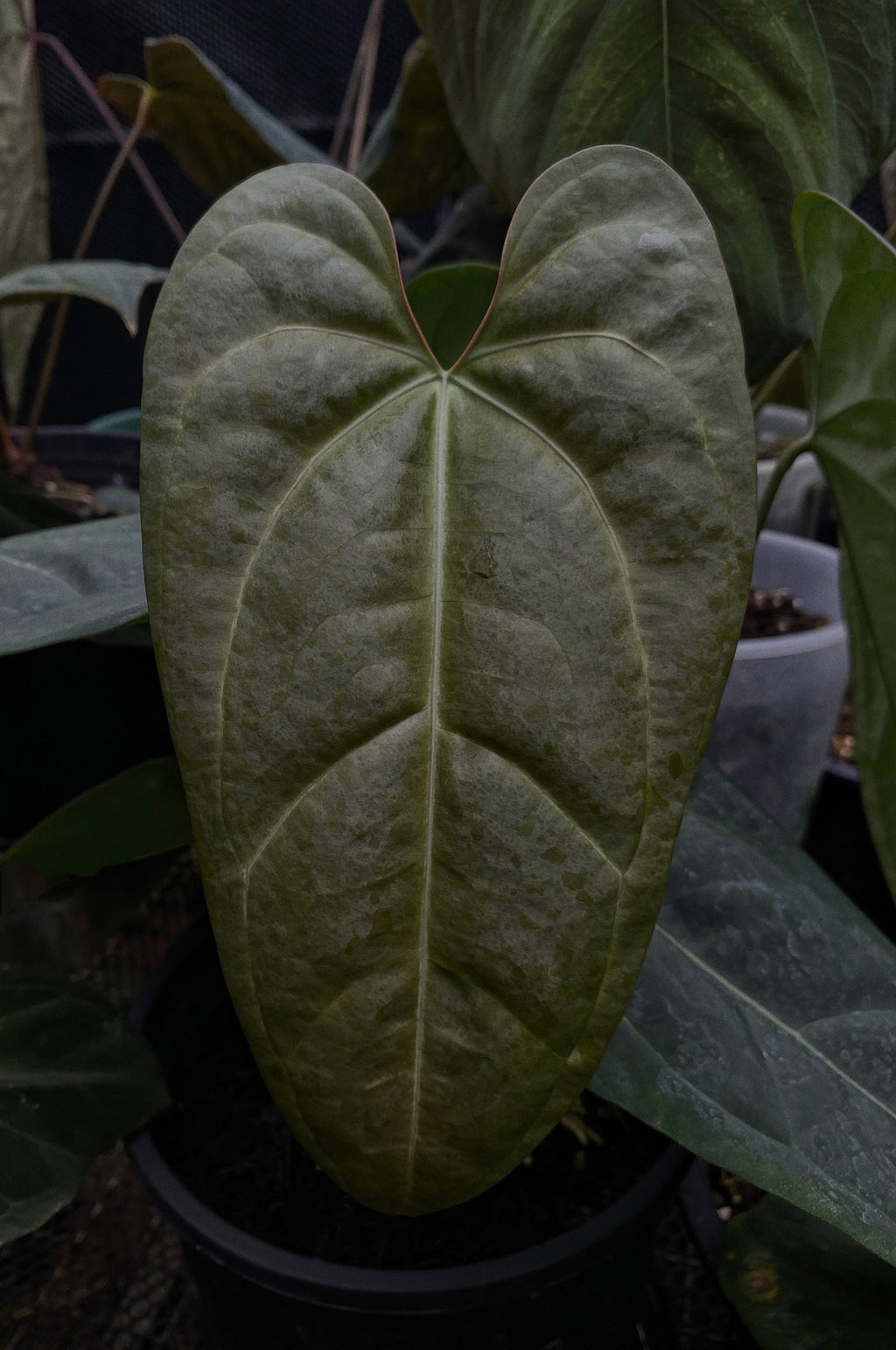 Anthurium Black Sensation (TobeysPlants)