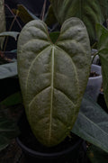Anthurium Black Sensation (TobeysPlants)