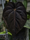 Anthurium Blackshield (TobeysPlants)