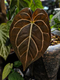 Anthurium Carlablackiae TS1 (TobeysPlants)