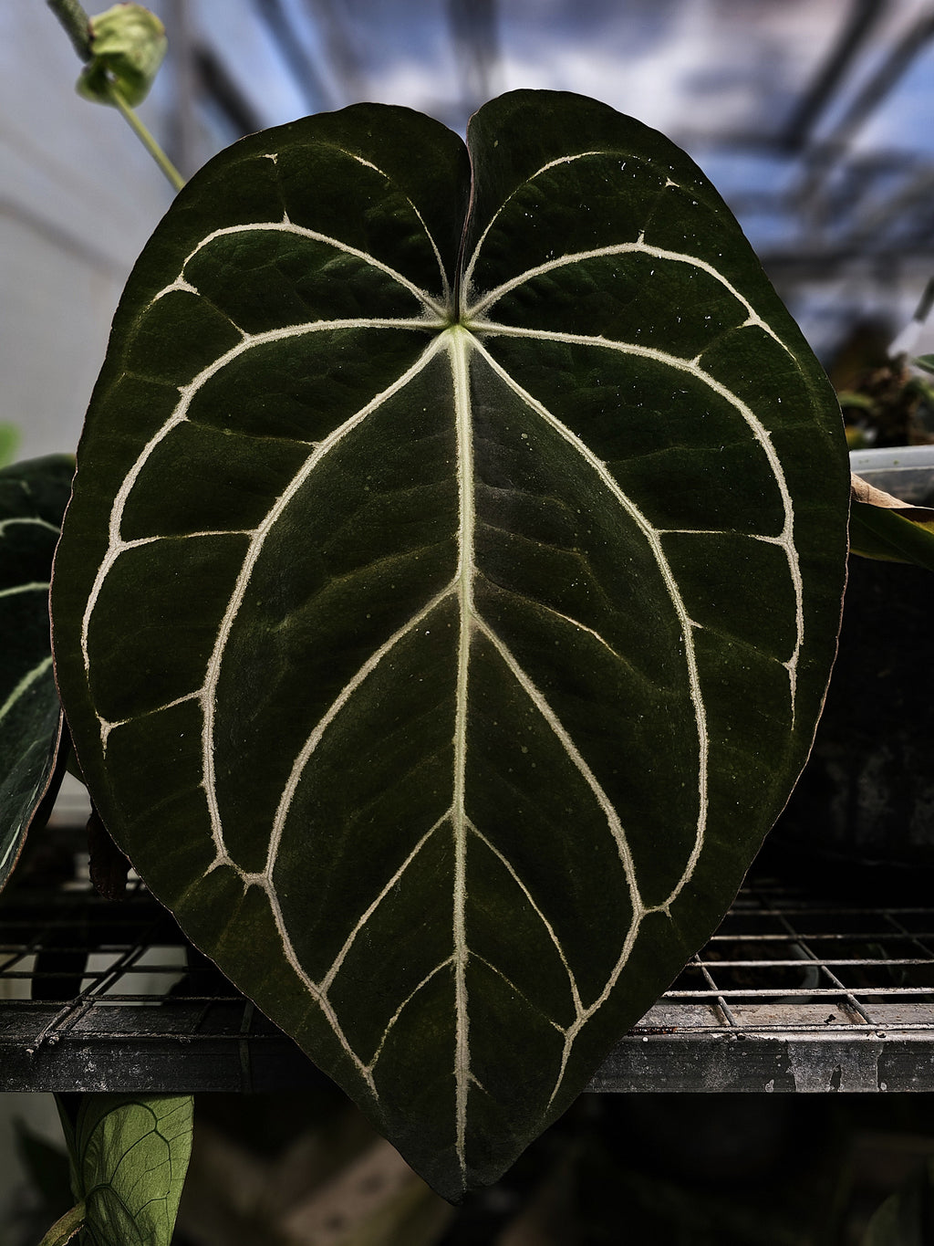 Anthurium Carlablackiae TS4 (TobeysPlants)