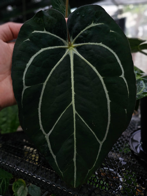 Anthurium Carlablackiae TS4 (TobeysPlants)