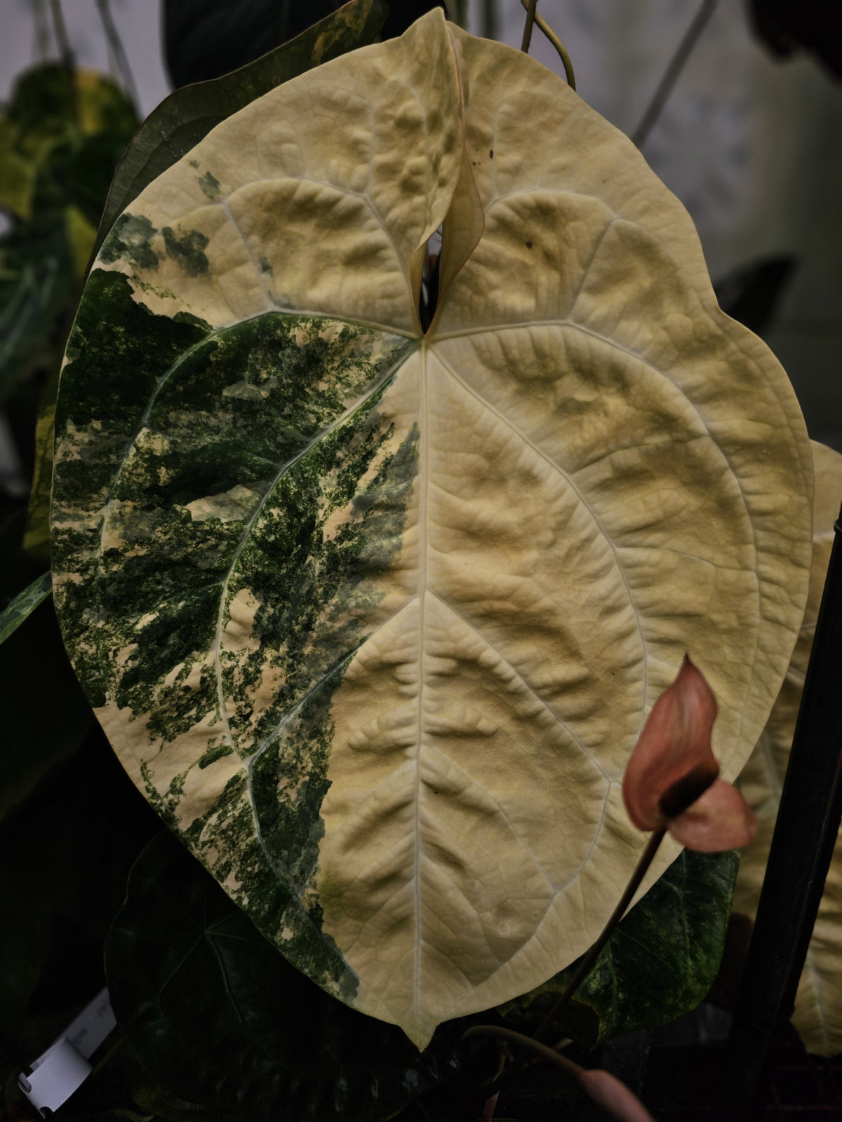 Anthurium Mandalo (TobeysPlants)