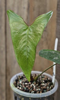 Anthurium Ochranthum FS (TobeysPlants)