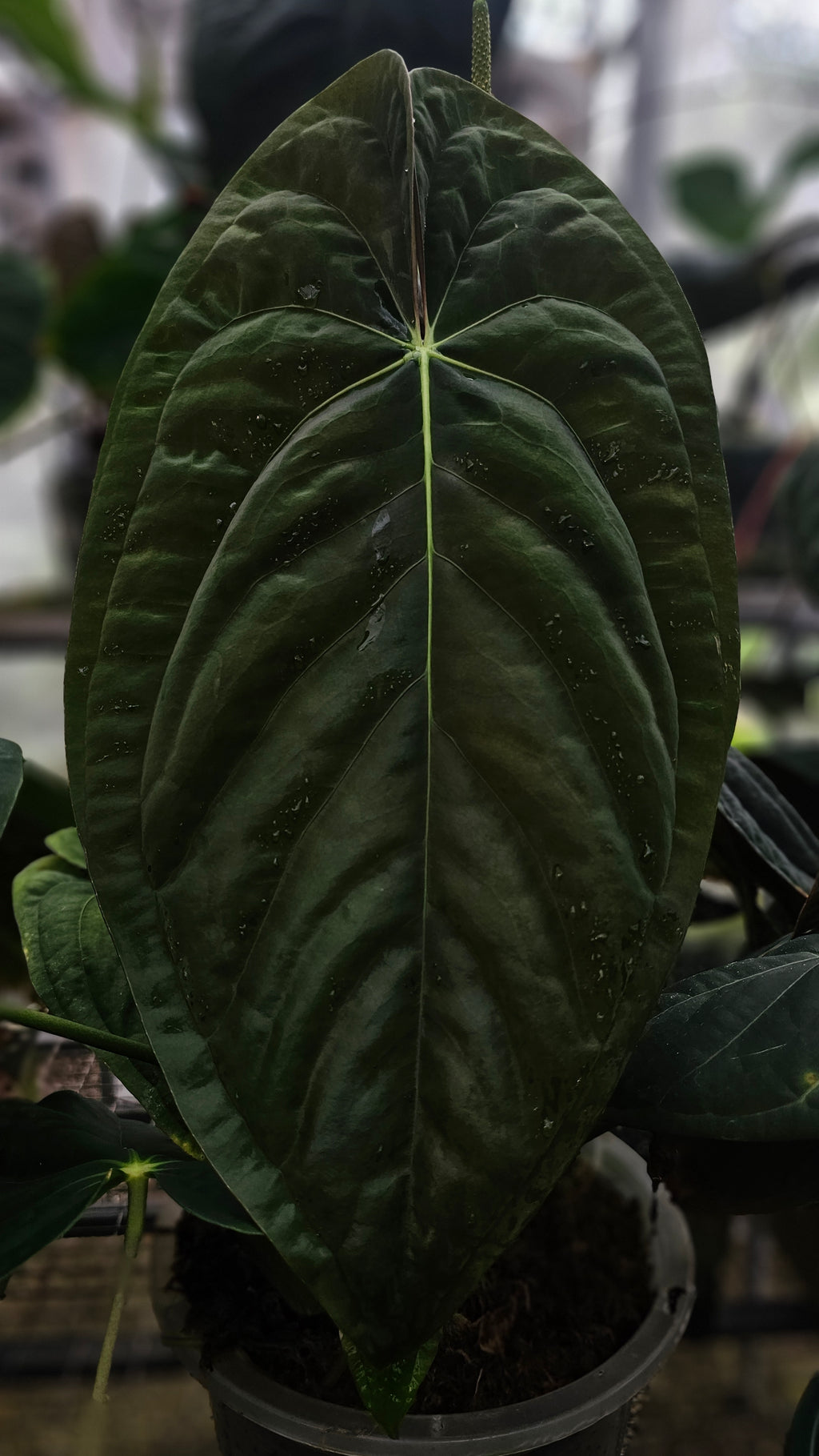 Anthurium Papillilaminum Lago Gatun Mystique (TobeysPlants)