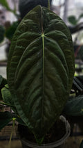 Anthurium Papillilaminum Lago Gatun Mystique (TobeysPlants)