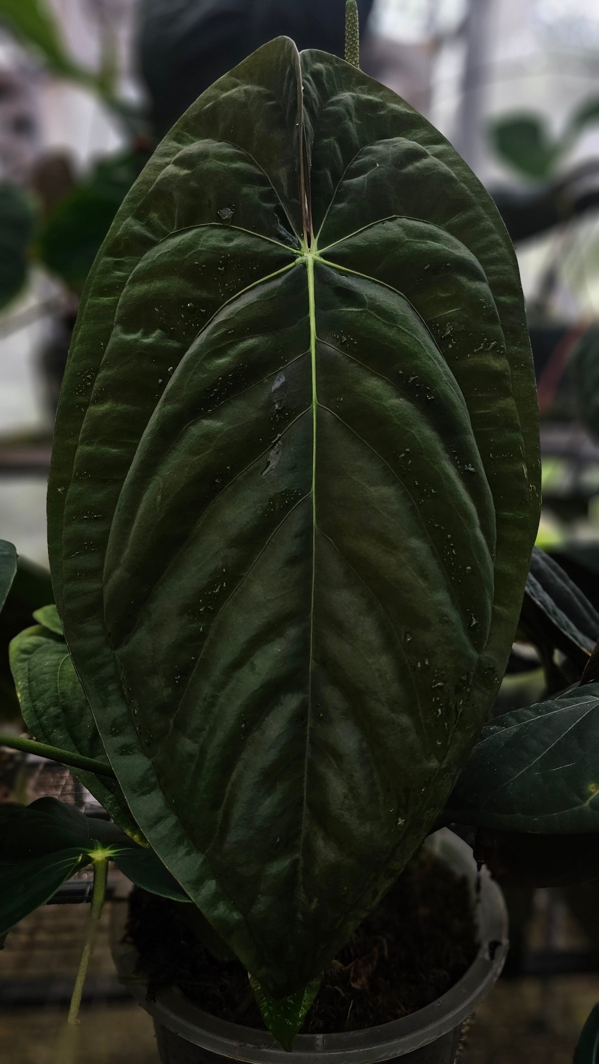 Anthurium Papillilaminum Lago Gatun Mystique (TobeysPlants)