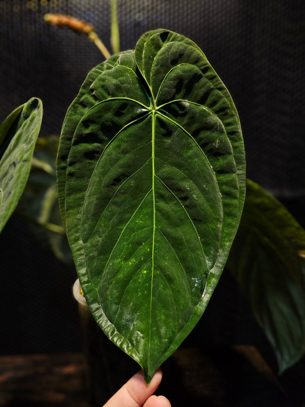 Anthurium Papillilaminum Long RA4 (TobeysPlants)