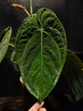 Anthurium Papillilaminum Long RA4 (TobeysPlants)