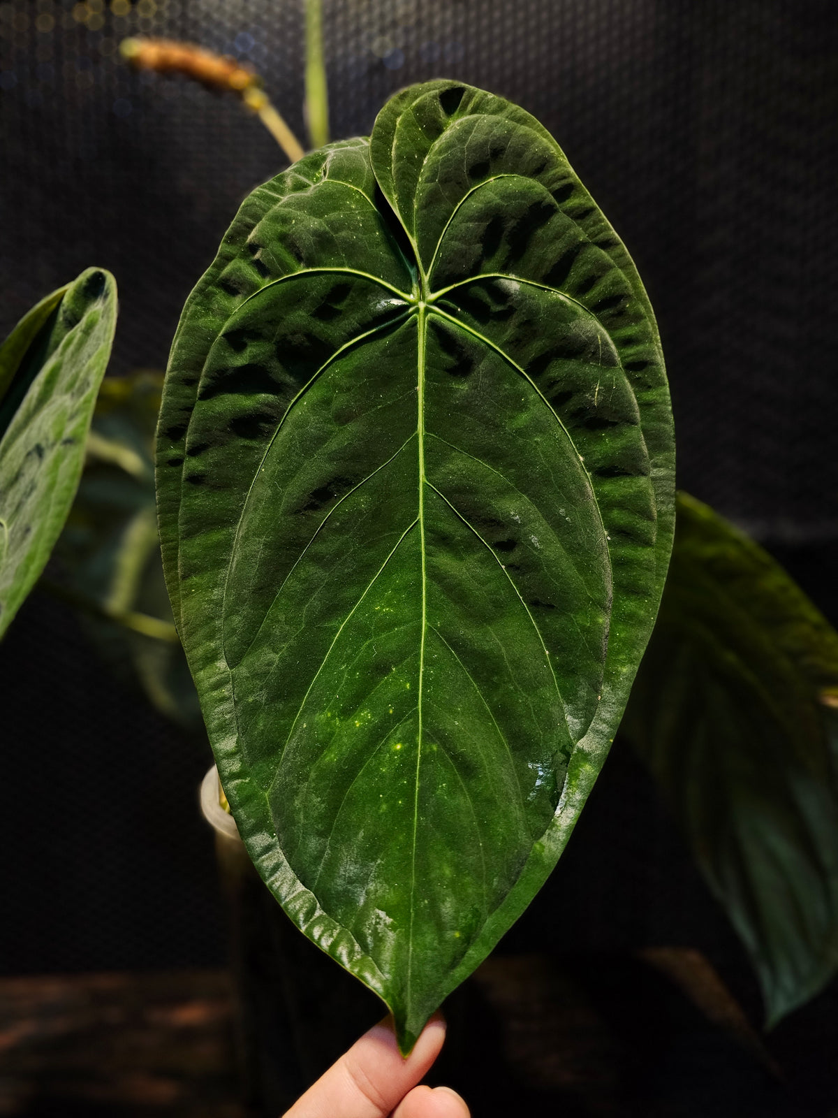 Anthurium Papillilaminum Long RA4 (TobeysPlants)