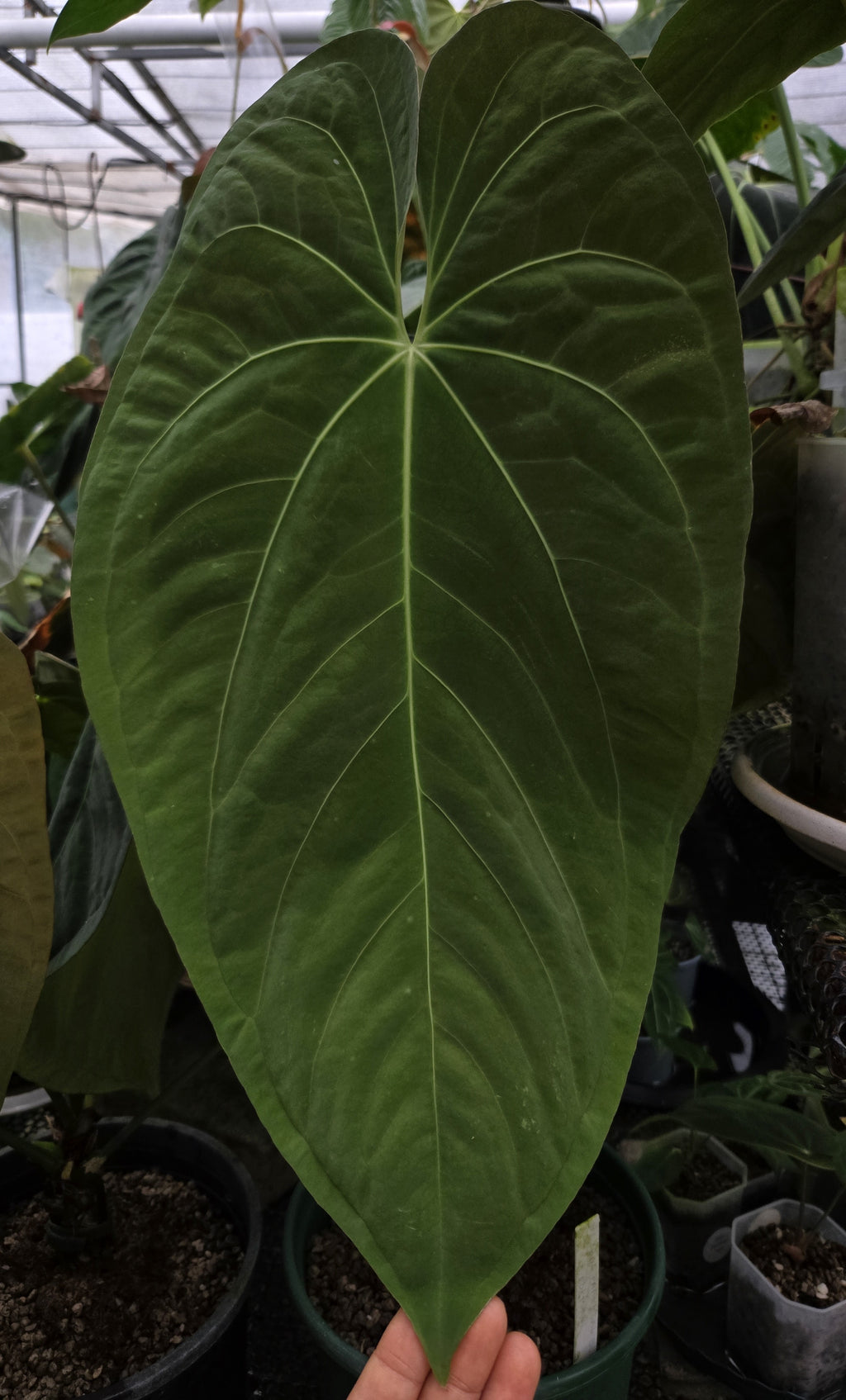 Anthurium Papillilaminum Long Long Bullet x Dorito Port (TobeysPlants)