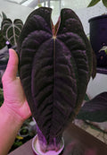 Anthurium Papillilaminum Mystique x Ralph Lynam (TobeysPlants)