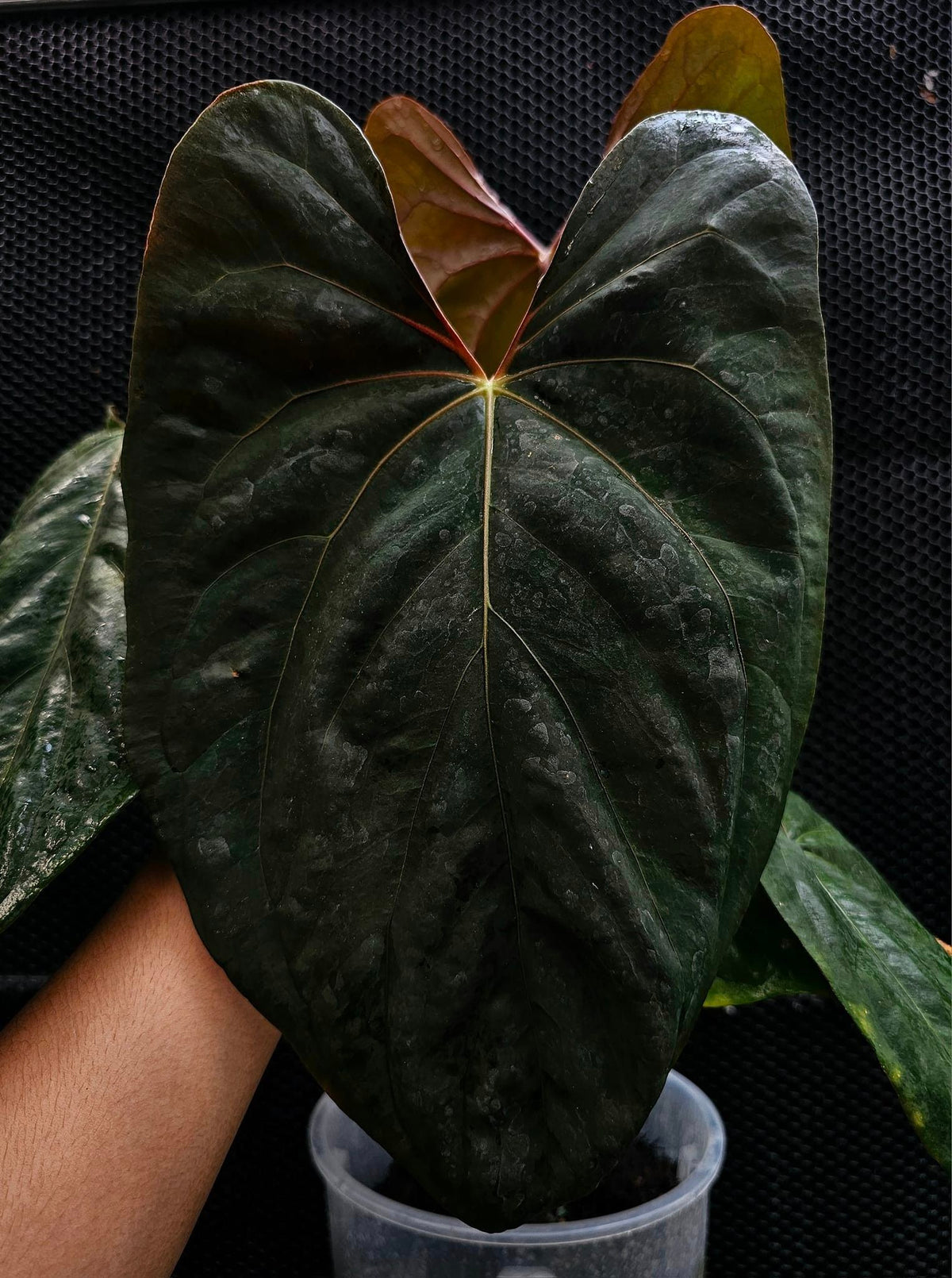 Anthurium Papillilaminum RLxFS (TobeysPlants)