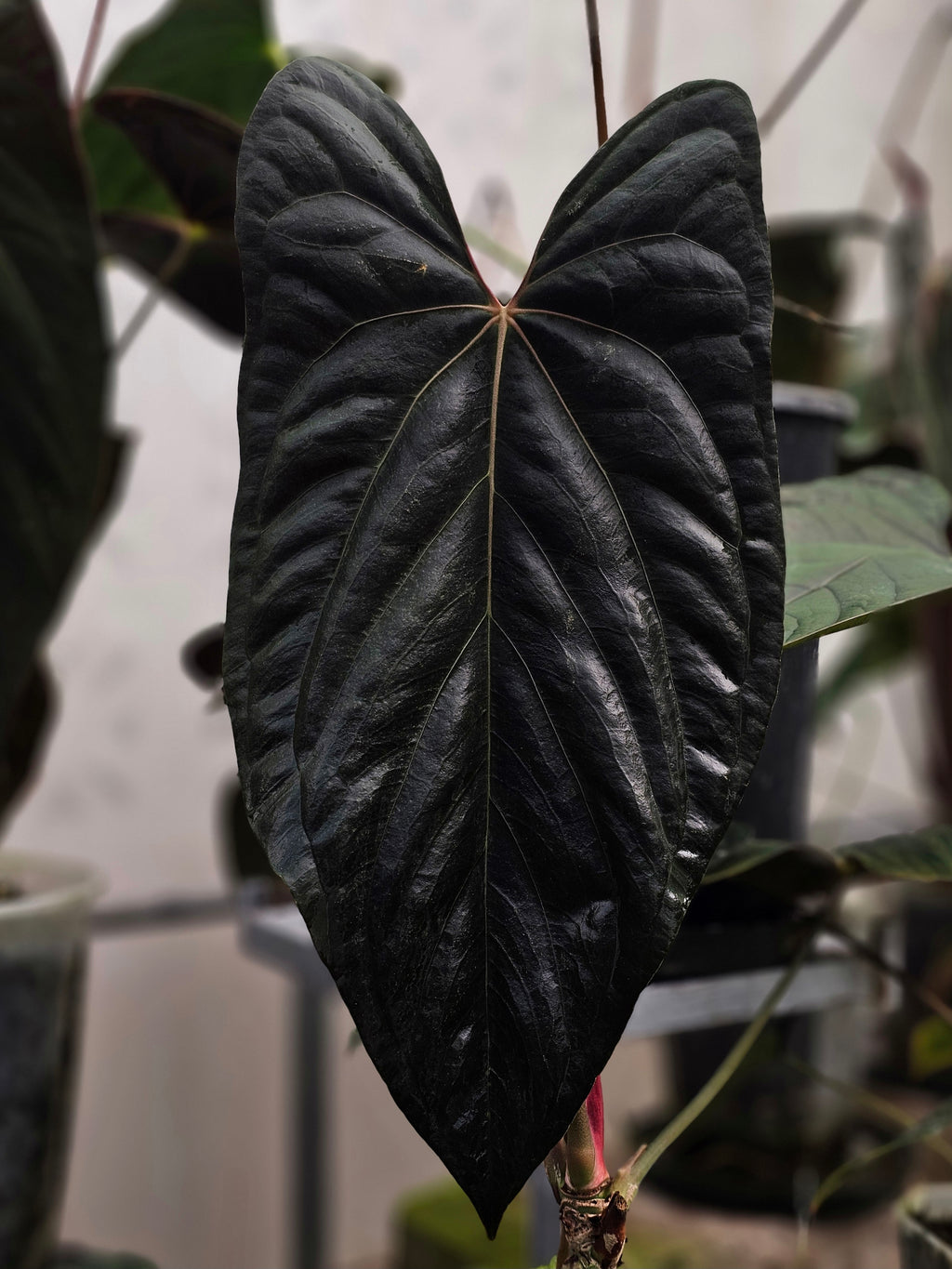 Anthurium Papillilaminum RLFSxFSRL (TobeysPlants)