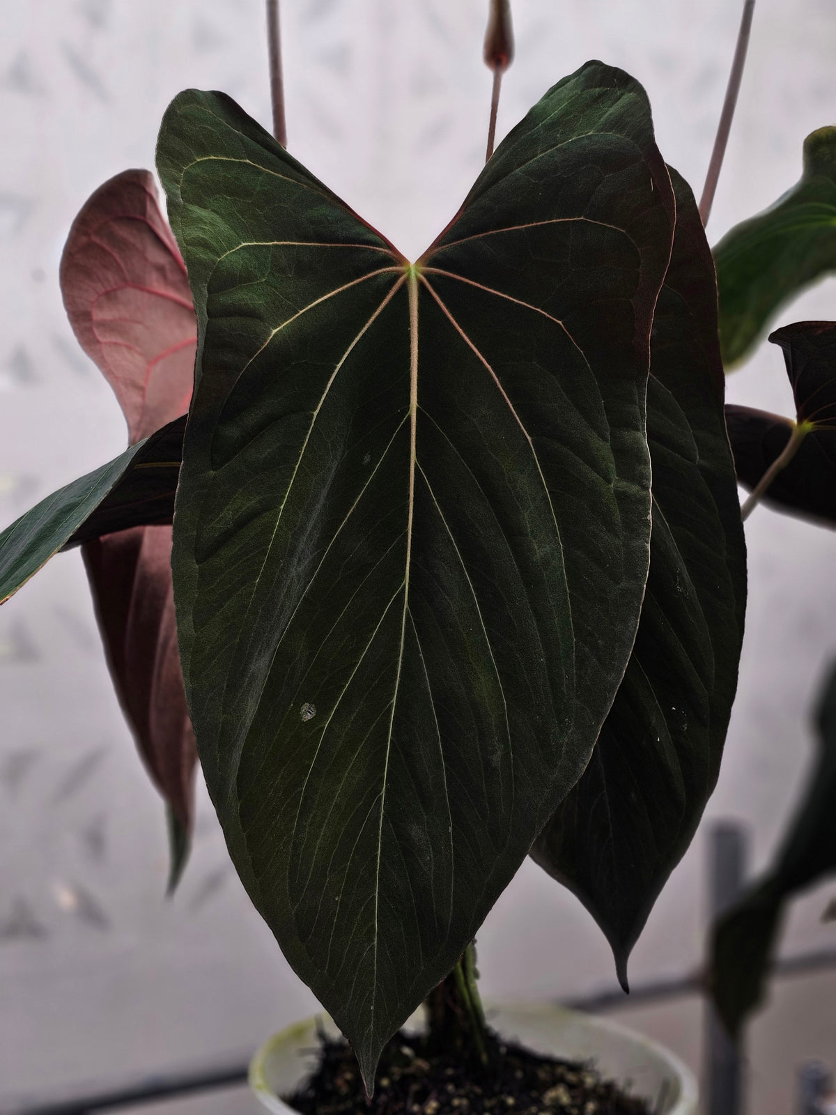 Anthurium Papillilaminum Fort Sherman (TobeysPlants)
