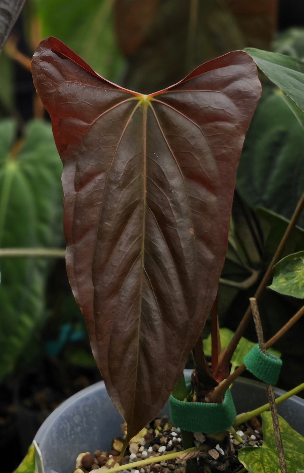 Anthurium Papillilaminum RLxFS Dagger (TobeysPlants)