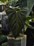 Anthurium Portillae Indo (TobeysPlants)