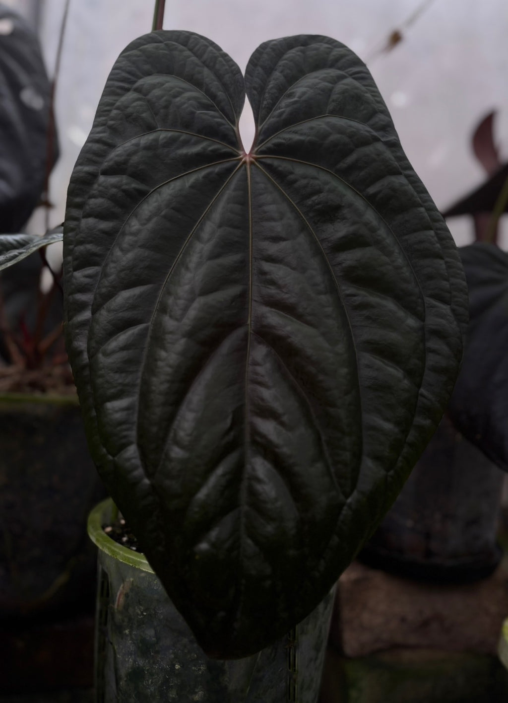 Anthurium Red Vein Dark Phoenix (TobeysPlants)