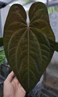 Anthurium Red Vein Dark Phoenix (TobeysPlants)